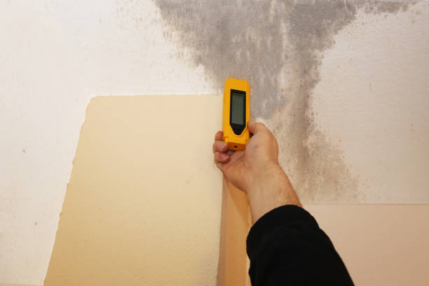 Best Emergency Mold Remediation  in Morton, TX