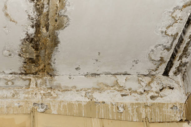 Best Forensic Mold Investigation  in Morton, TX