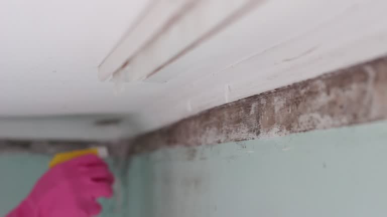 Best Attic Mold Removal  in Morton, TX